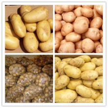 2015 Chinese New Crop Fresh Potato